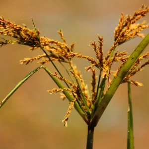 Eeswar photography